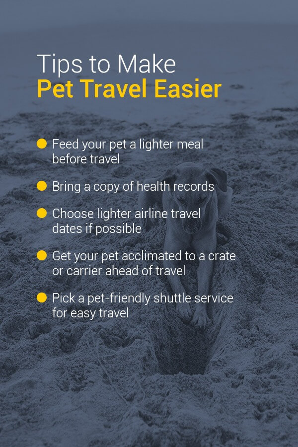 Have Dog, Will Travel: Tips for Flights